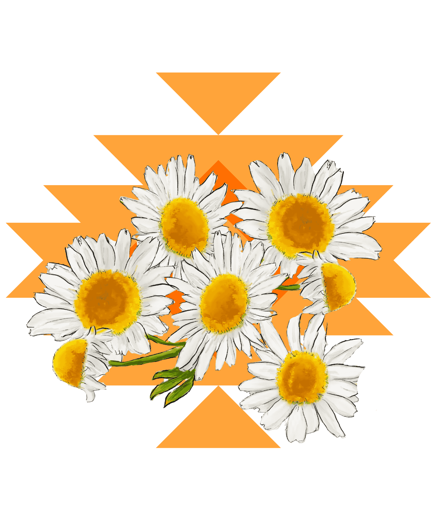 Illustration Kamillenblüten