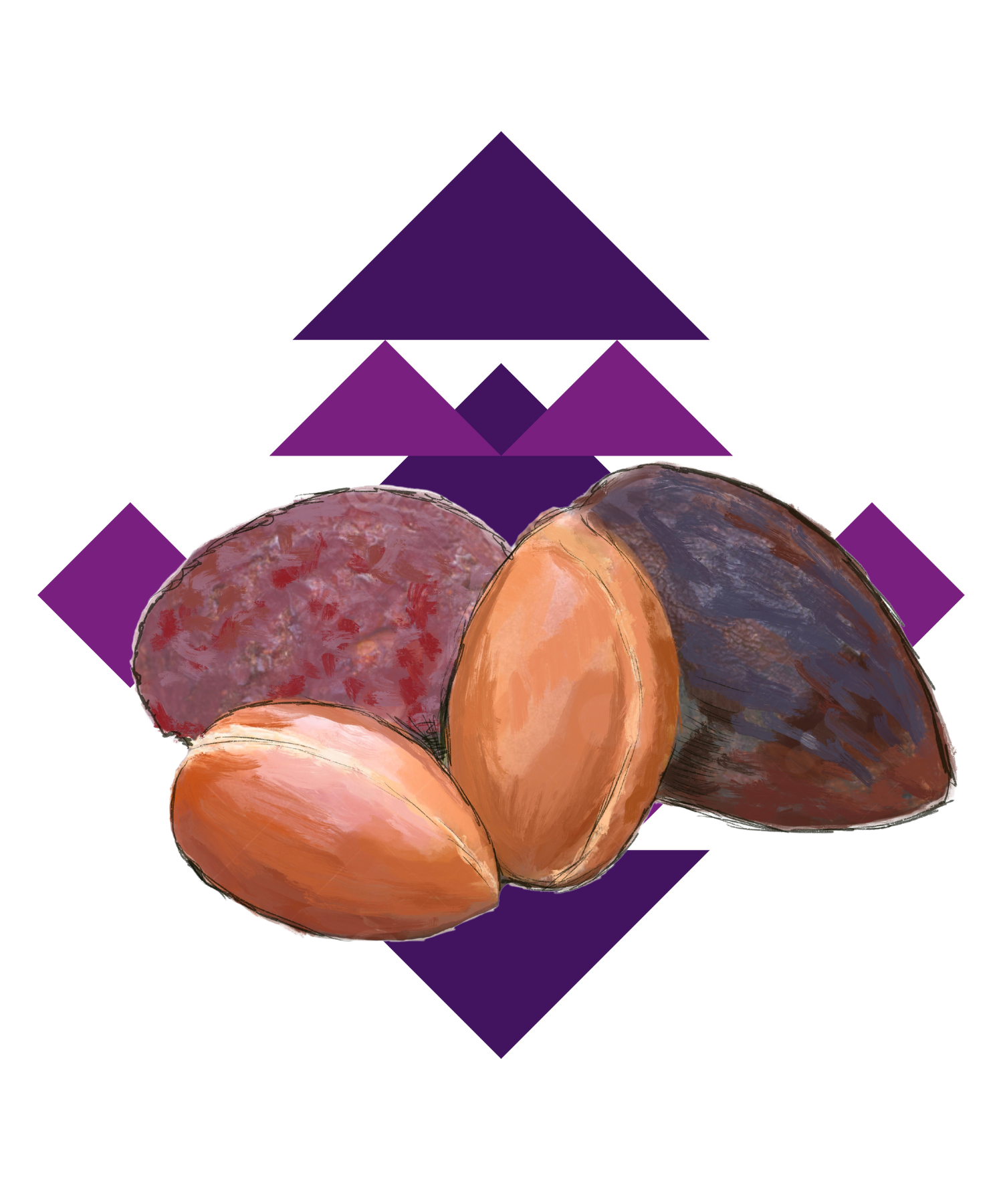 Illustration Argannuss