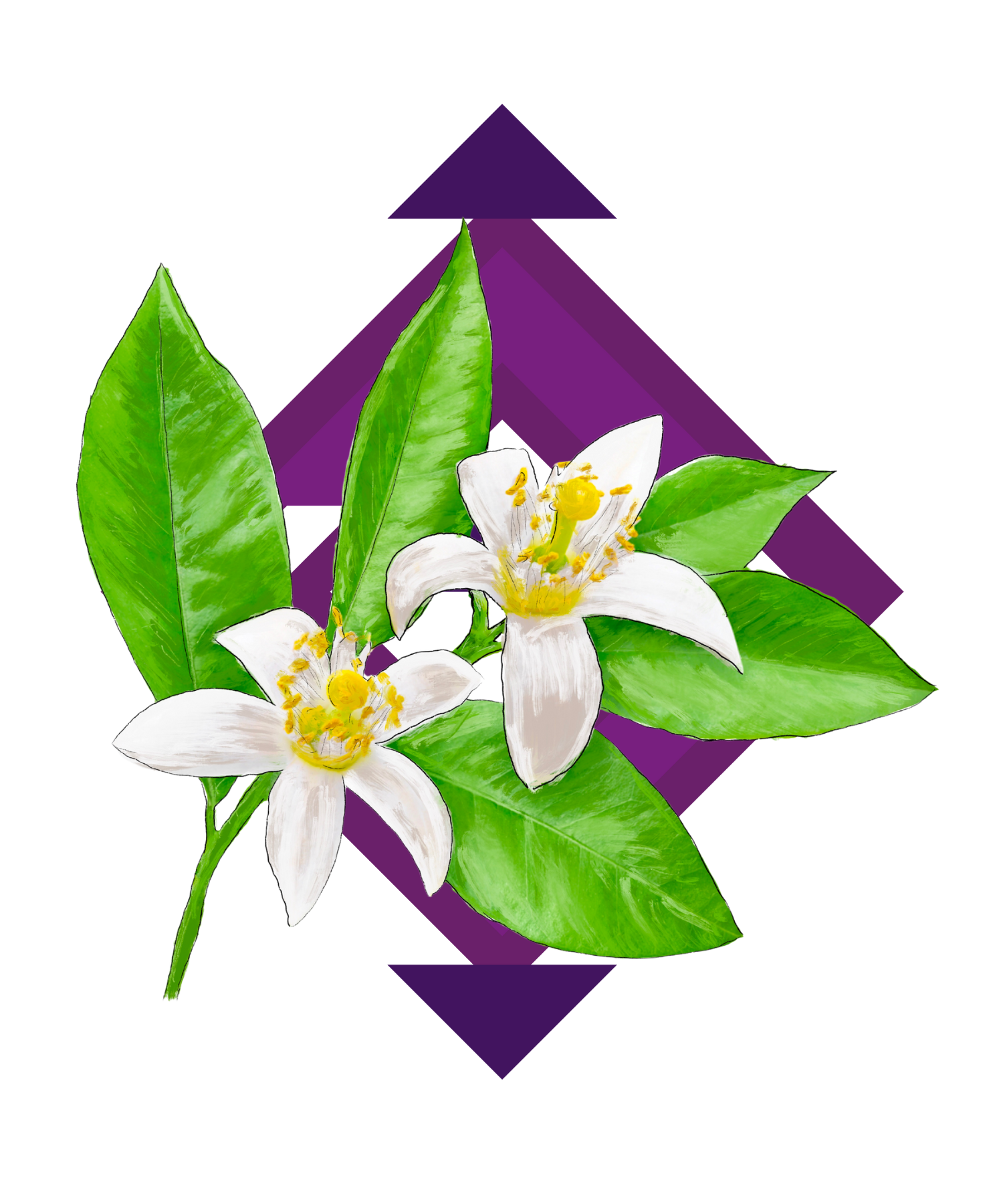 Illustration Orangenblüte