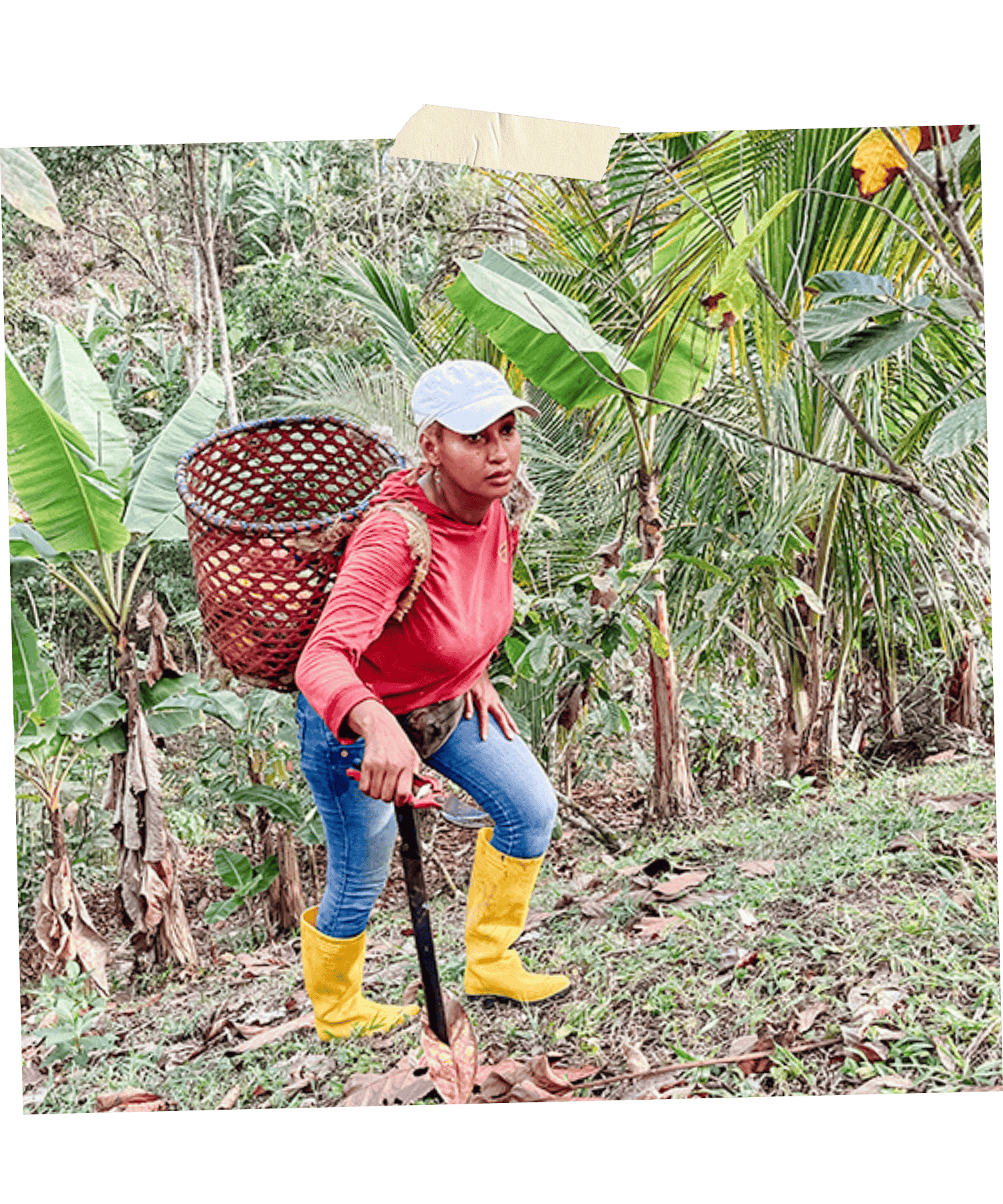 Rosita bei der Kakaoernte in Ecuador