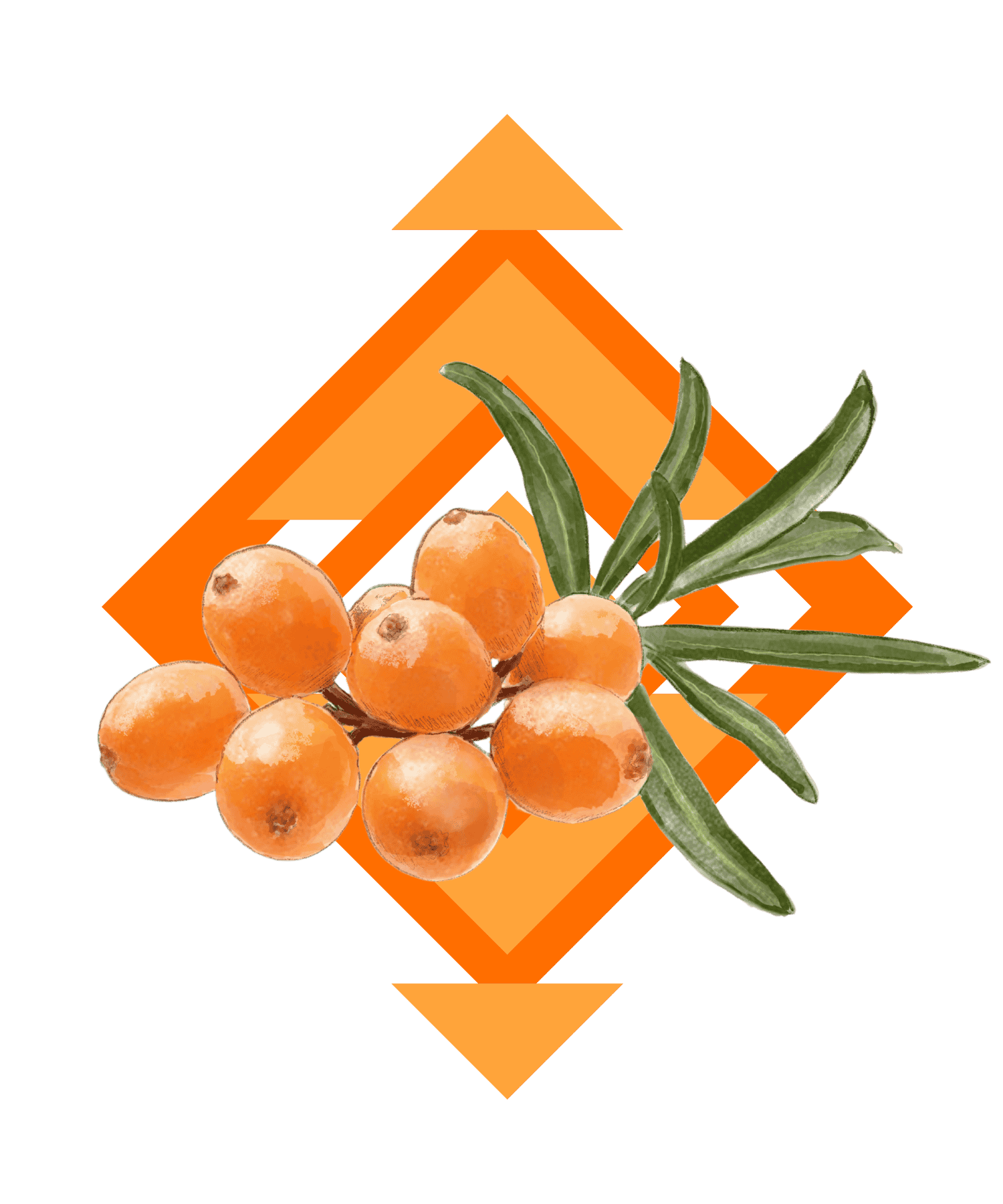 Illustration Sanddorn