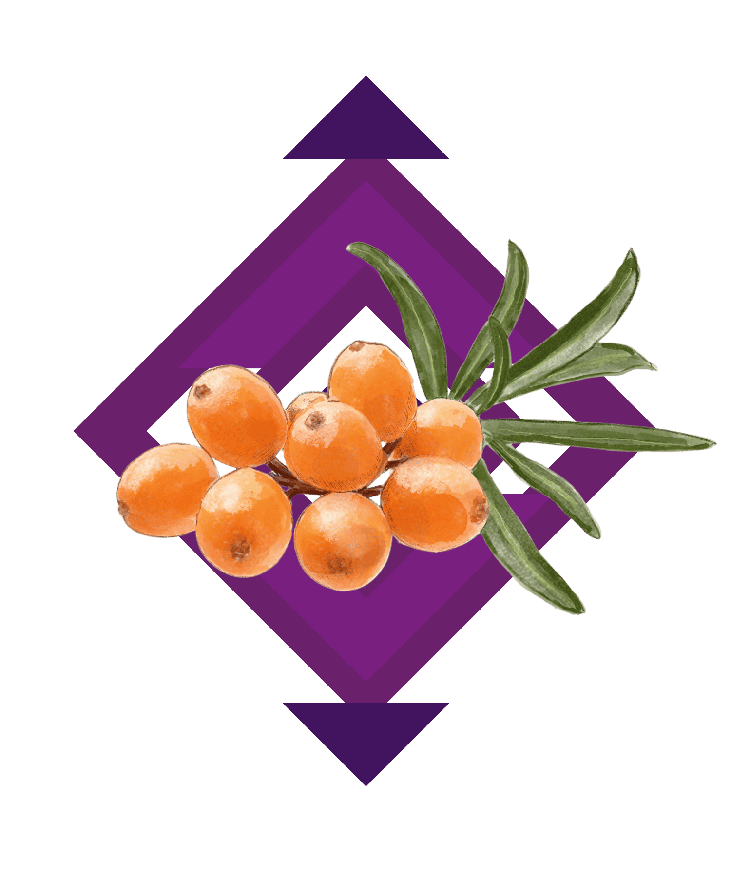 Illustration Sanddorn